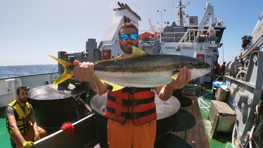 INIDEP capturará ejemplares vivos de pez limón para completar sus planteles de reproductores