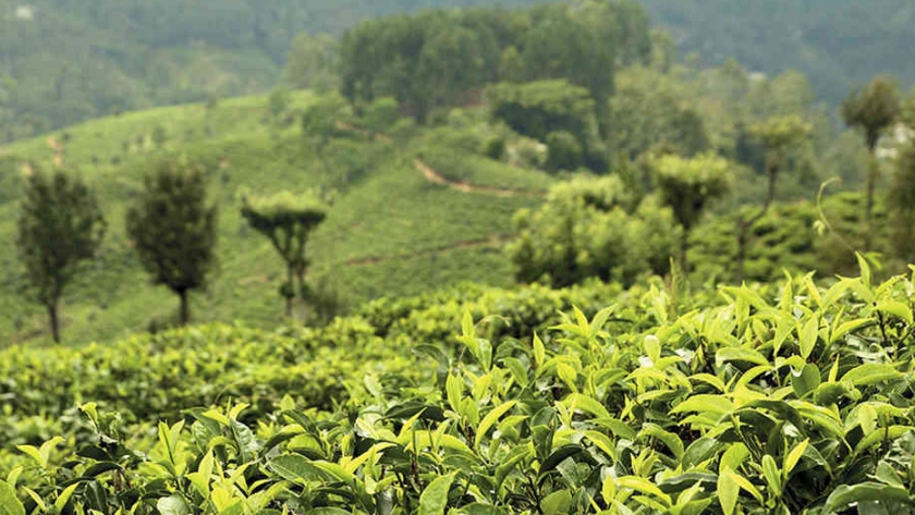 El mercado del té movió en 2020 us$67,5 millones, en cinco años ha crecido 86,6%