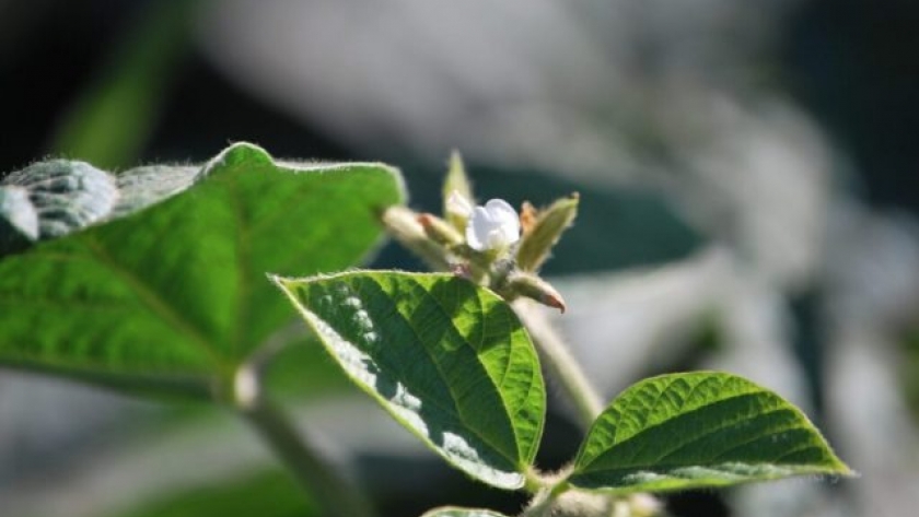 INTA presenta la aplicación SoyVAR para cultivares de soja
