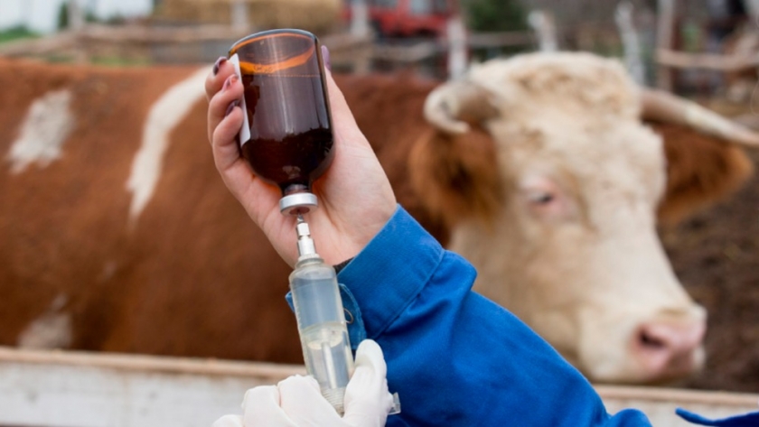 Los productos veterinarios podrían subir hasta 50% en los próximos meses
