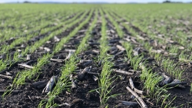 Con poca agua, el trigo enfrenta la siembra más atrasada en una década
