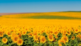 Rematan en Chaco el primer lote de girasol cosecha 2021/22