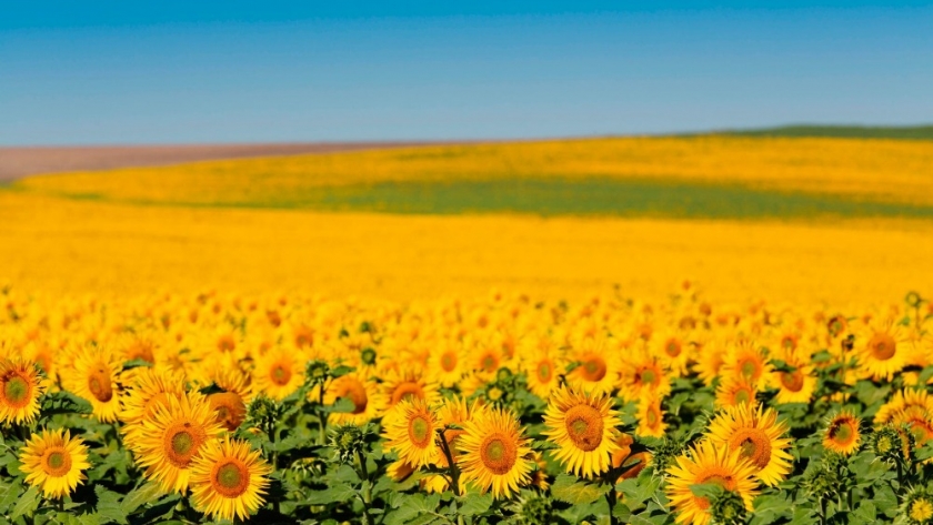 Rematan en Chaco el primer lote de girasol cosecha 2021/22