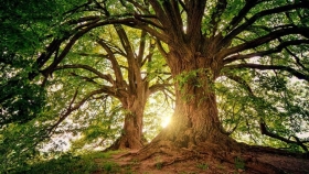 Los árboles: maravillosos actores de la bioeconomía de todos los tiempos y el futuro
