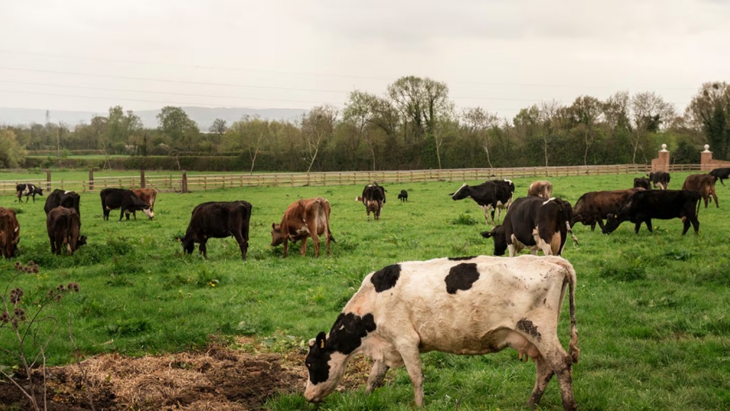 La ganadería arrancó 2026 con márgenes récord impulsados por la suba de precios