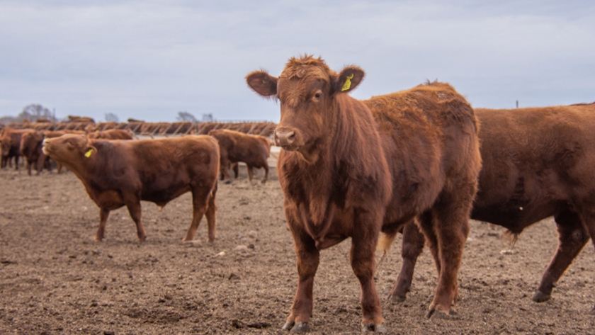 El Gobierno provincial lanzó el Plan de Brucelosis Bovina San Luis