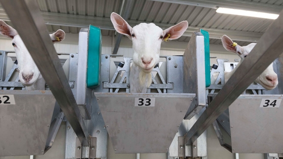 Sala de ordeño rotativa externa para cabras