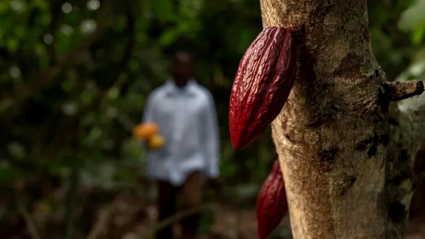 En Suiza inventan un chocolate sano, sustentable y rico