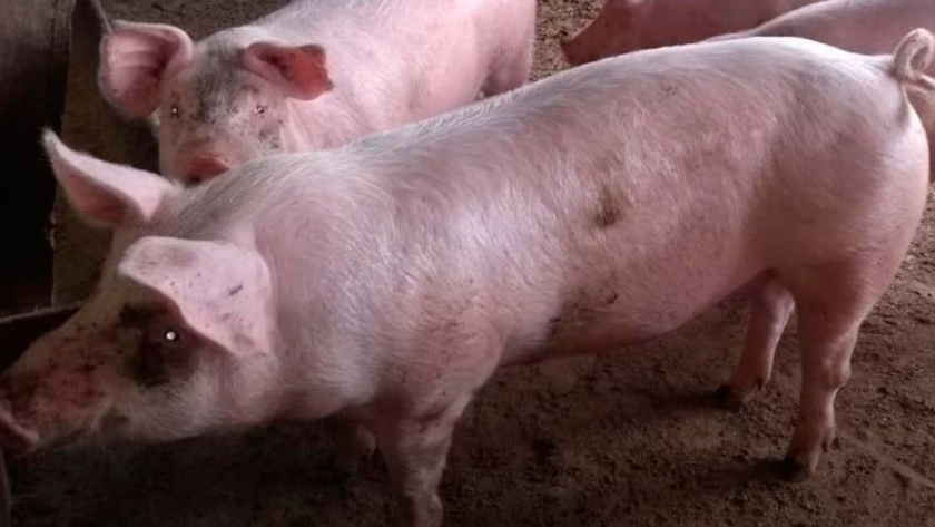 Instalaciones para un criadero de cerdos