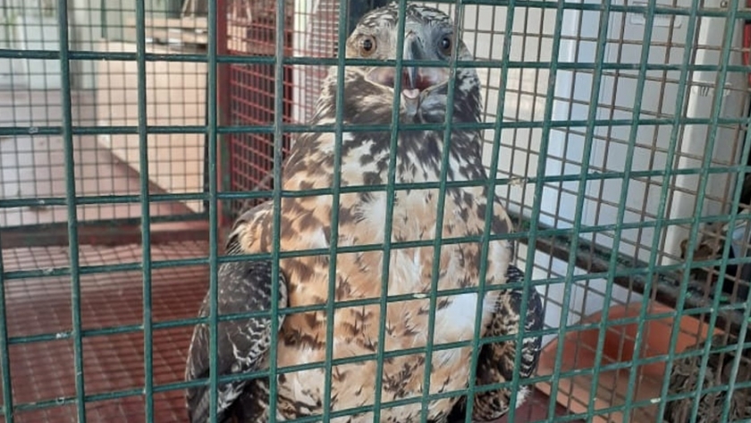 Rescataron un águila mora en el centro de la ciudad de Córdoba