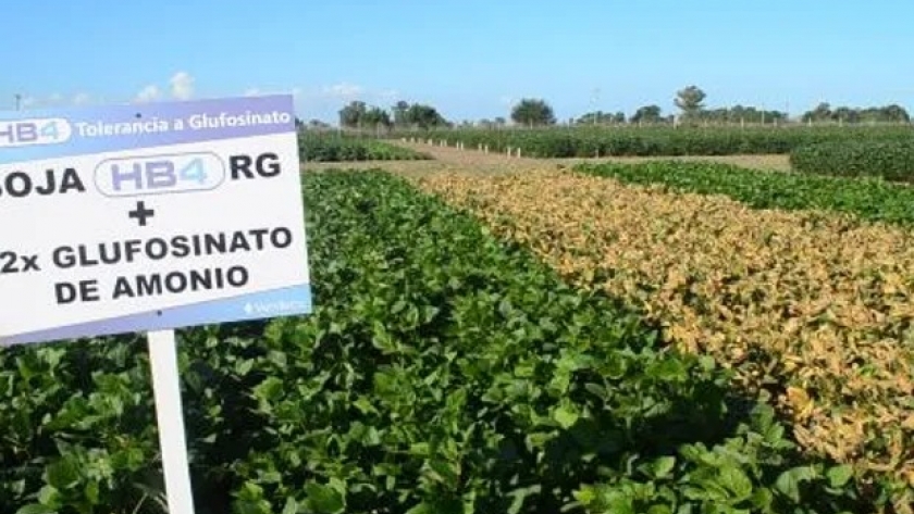 Canadá aprueba la soja HB4 tolerante a estrés hídrico desarrollada por la argentina Bioceres