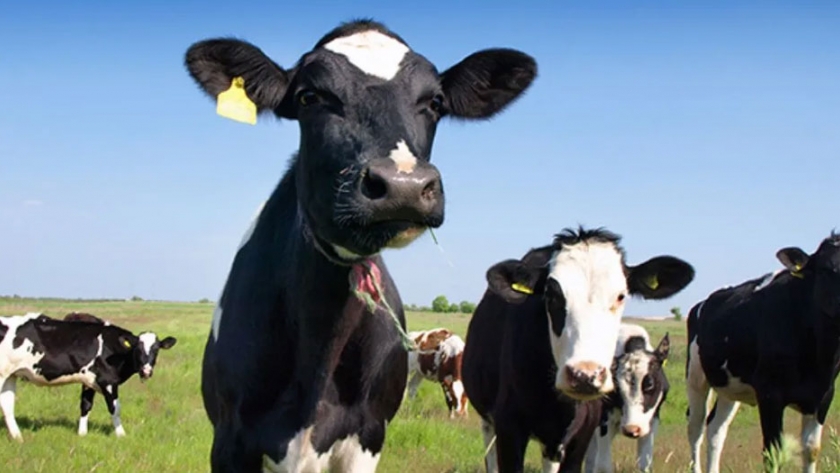 Canadá compensa a los productores de leche que experimentaron trastornos en el mercado debido a nuevos acuerdos comerciales