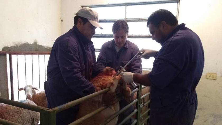 Inseminación artificial con semen fresco en pequeños rumiantes