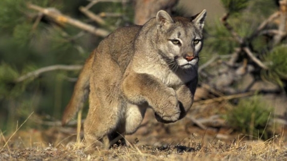 <Alerta en el campo: los pumas amenazan la ganadería en varias provincias