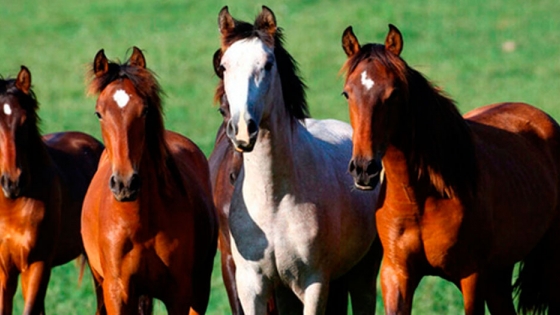 El virus del Nilo en caballos se expande por España: Tras Andalucía, detectados casos en Extremadura y ahora Cataluña