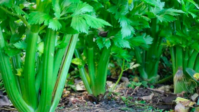 El apio, un cultivo difícil pero no imposible