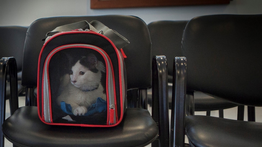 Certificado veterinario internacional para viajar al exterior con perros y/o gatos