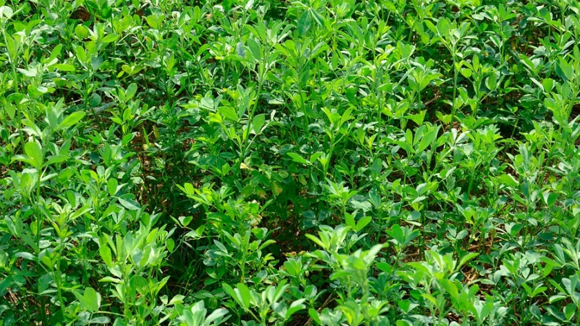 Recomendaciones del INTA para la producción de alfalfa