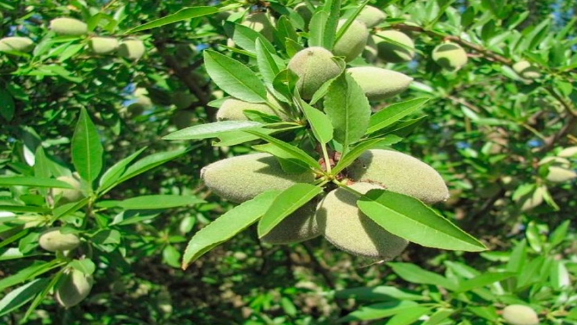 Las almendras alcanzan los precios más bajos de los últimos ocho años