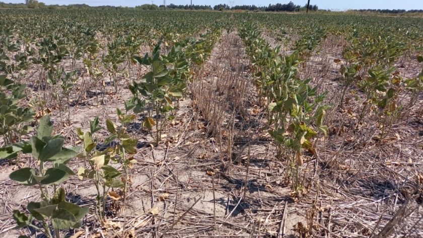 Emergencia Agropecuaria: la provincia prorrogó el plazo de presentación de declaraciones juradas hasta el 15 de abril