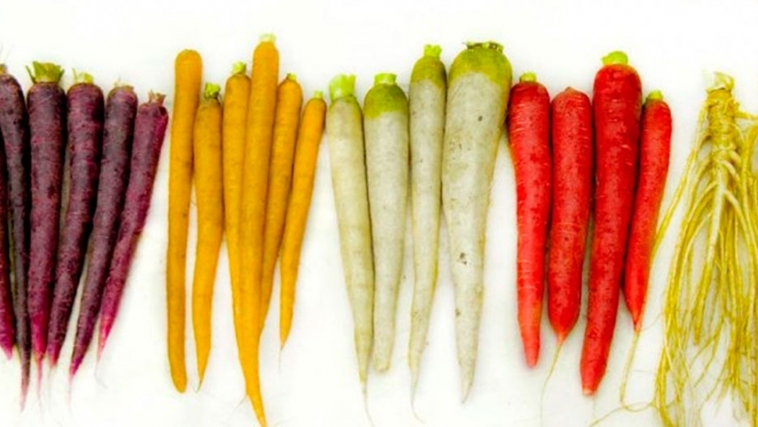 El ADN de la zanahoria aclara cómo adquirió el color naranja