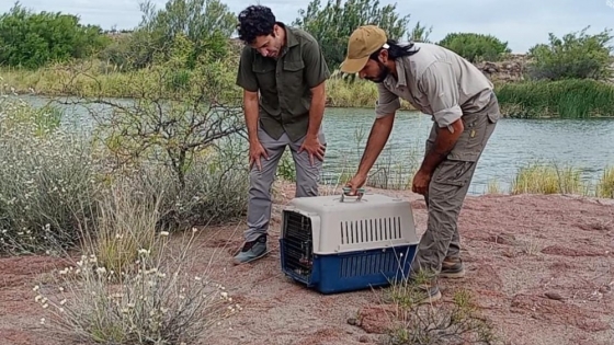 Liberaron un lagarto colorado en la Reserva Pichi Mahuida