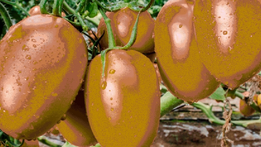 Productores cultivan semillas caseras de tomate con abono natural en Misiones