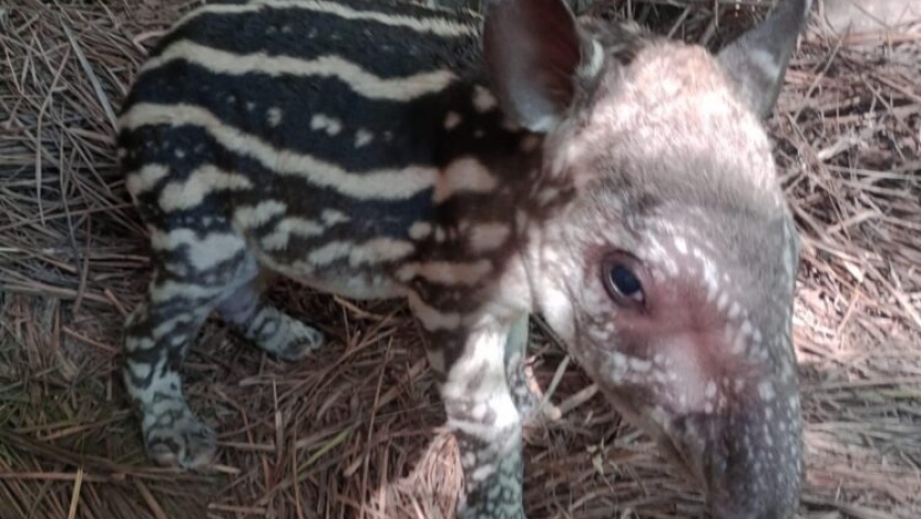 Se sumó un nuevo integrante a la familia de Guaycolec