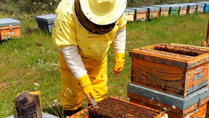 Agricultura realizó el primer Encuentro de Referentes Apícolas