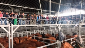 Precio de la hacienda: signos de estancamiento y alerta por mayor presión de oferta en el mercado