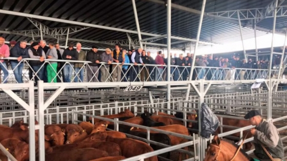 Precio de la hacienda: signos de estancamiento y alerta por mayor presión de oferta en el mercado