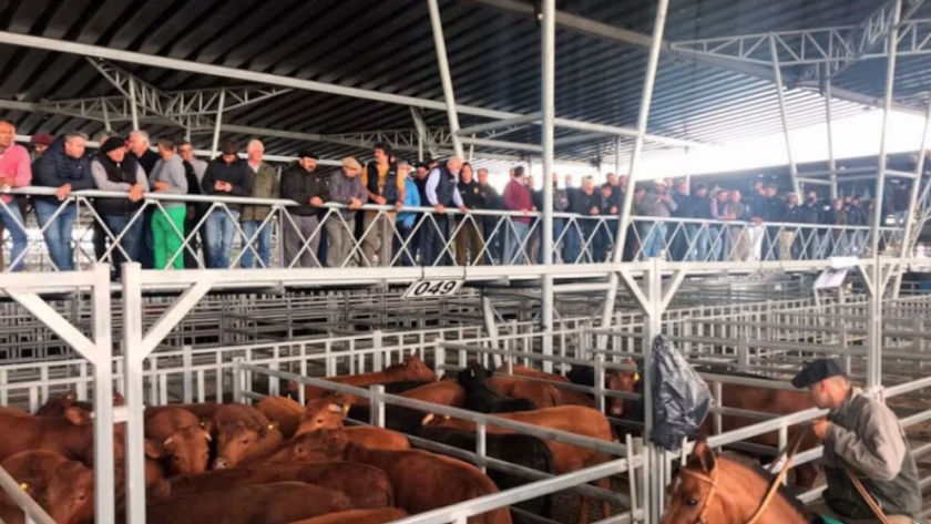 Precio de la hacienda: signos de estancamiento y alerta por mayor presión de oferta en el mercado