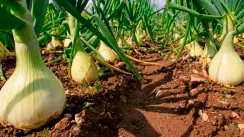 Cebollas para producir en zonas húmedas