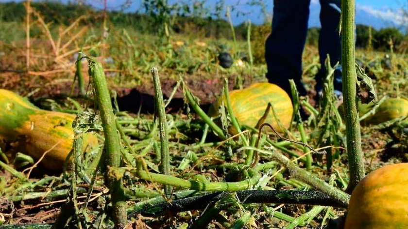 La Pampa busca crecer en la producción hortícola