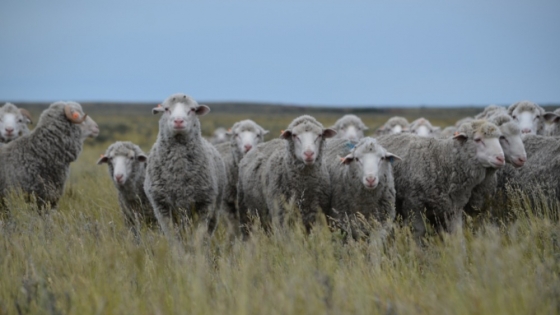 Encuentro ganadero en Chubut, un evento clave para los productores de la Patagonia
