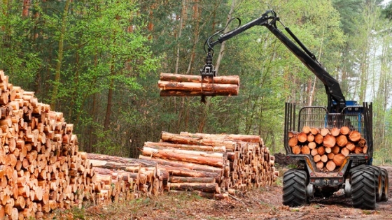 La industria forestal argentina prevé inversiones por más de US$6000 millones tras la aprobación de la Ley Bases