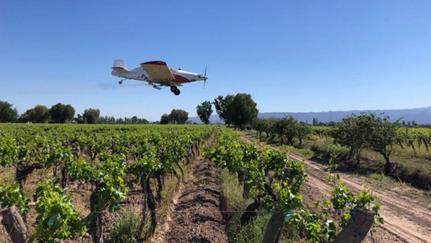 En Sarmiento comienzan las aplicaciones aéreas para combatir lobesia botrana