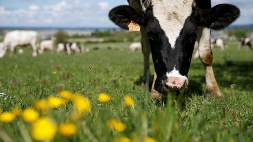 Los agricultores de la UE podrían obtener dinero en efectivo para reducir las emisiones del ganado que eructa