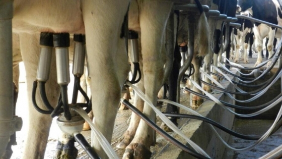 Leche: el precio que recibe el tambero perdió poder de compra frente al gasoil, los salarios y el maíz
