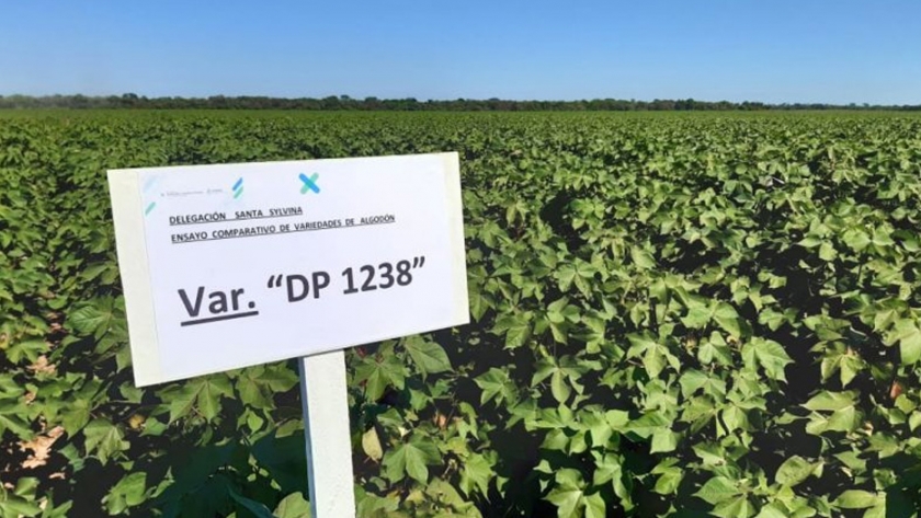 Mejores cultivos: Producción realizó ensayo comparativo de variedades de algodón