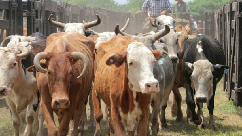 Pampa del Indio será escenario del noveno remate ganadero del año para pequeños y medianos productores
