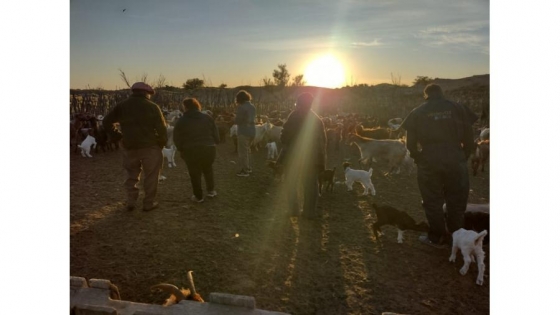 Evaluaron la sanidad caprina previo a la 32° Fiesta Provincial del Chivito