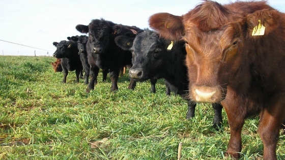 Récord productivo en la ganadería: cada bovino aportó más carne que nunca en las últimas cuatro décadas