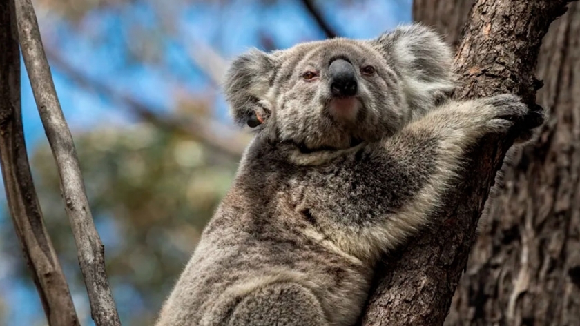 Liberan a koalas rescatados de los incendios forestales en Australia