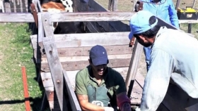 Plan Ganadero: El Gobierno despliega asistencia técnica a productores para mejora genética animal