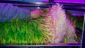 Argentinos producen forraje verde hidropónico para alimentación animal