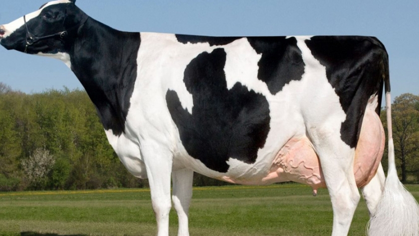 Hipocalcemia en vacas lecheras