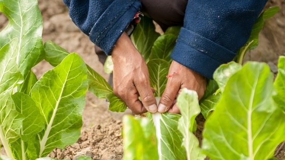 El INTA impulsa invernaderos escuelas para promover la soberanía alimentaria
