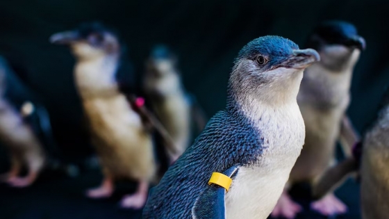 Separaciones entre pingüinos azules: el nuevo factor clave en su reproducción