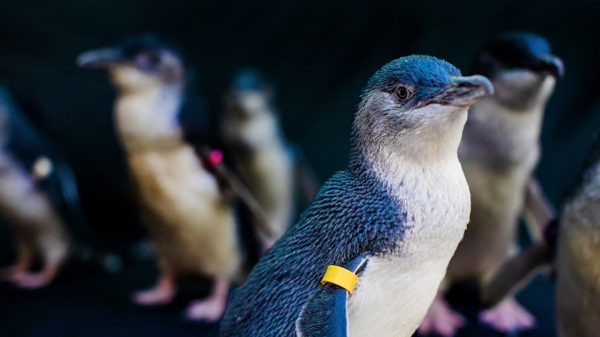 Separaciones entre pingüinos azules: el nuevo factor clave en su reproducción